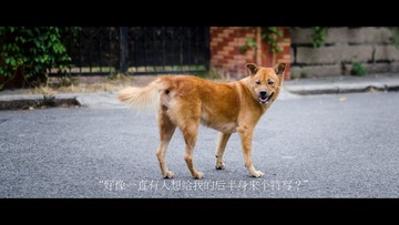 DSC_8619-编辑