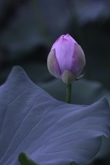 DBBD304D-9B1F-4611-A96E-BD3413BB544B/L0/001