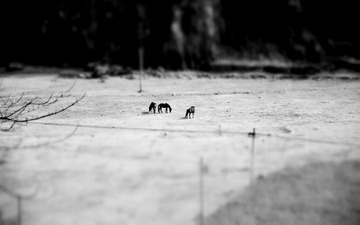 DSC_0340黑白