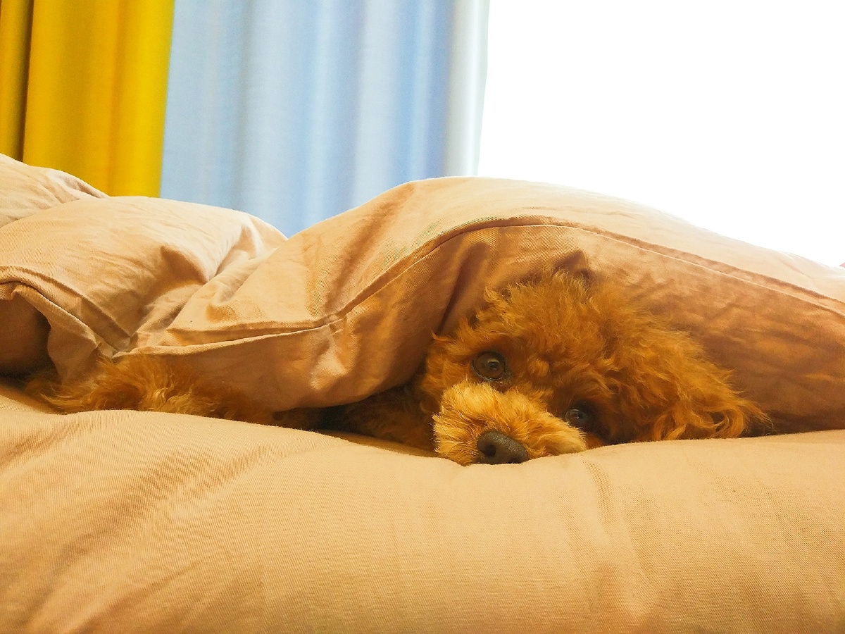 钻被窝的小宝贝