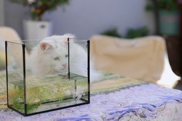 34439