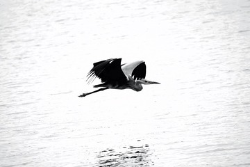 A8252D62-3B6D-40FD-9335-30CC1045C9AC/L0/001