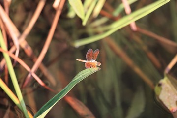 C6D74FFE-5AB7-47EB-9442-EE42E5C783CF/L0/001