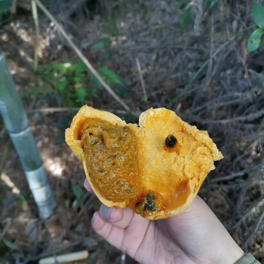 野木瓜