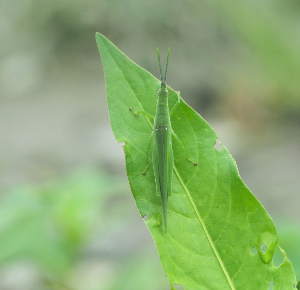 锥头蝗 - 弹山之老羊 - 图虫