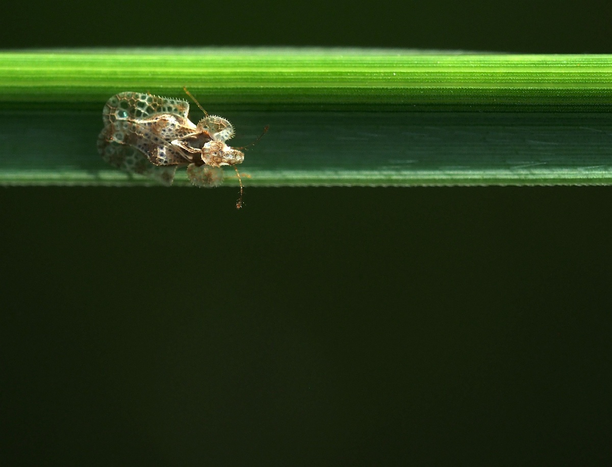 梨冠网蝽难得一见的梨冠网蝽只有3毫米大小身体呈盾形主要吸食梨树汁