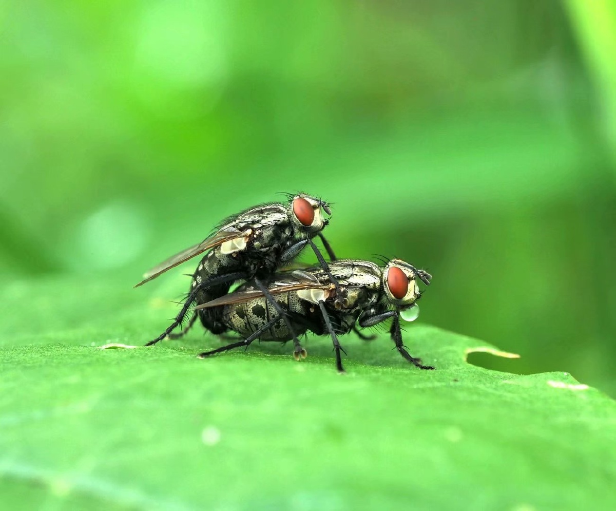 尾黑麻蝇