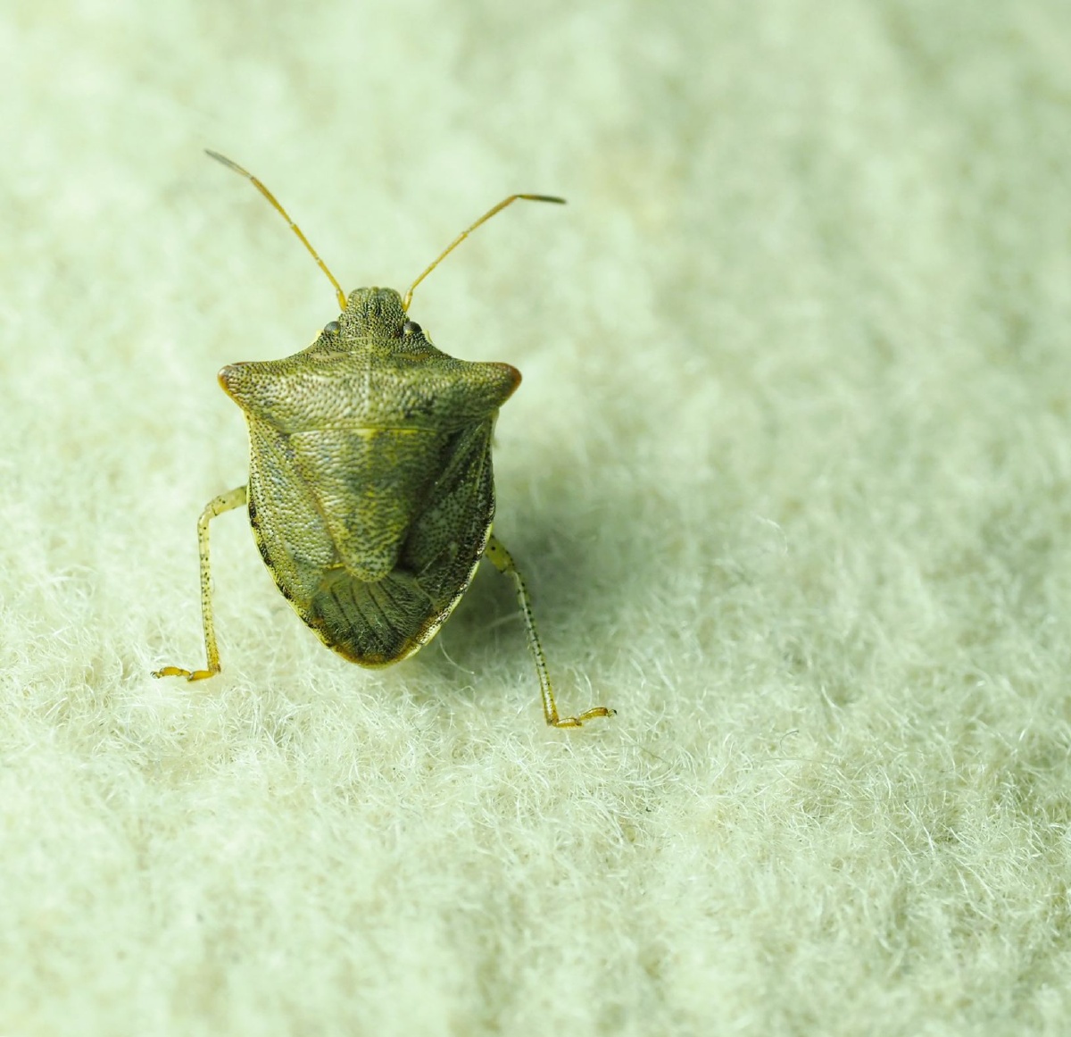 辉蝽- 弹山之老羊 - 图虫