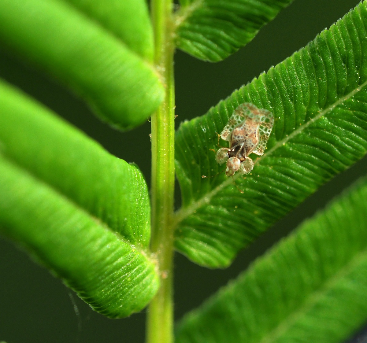 梨冠网蝽难得一见的梨冠网蝽只有3毫米大小身体呈盾形主要吸食梨树汁