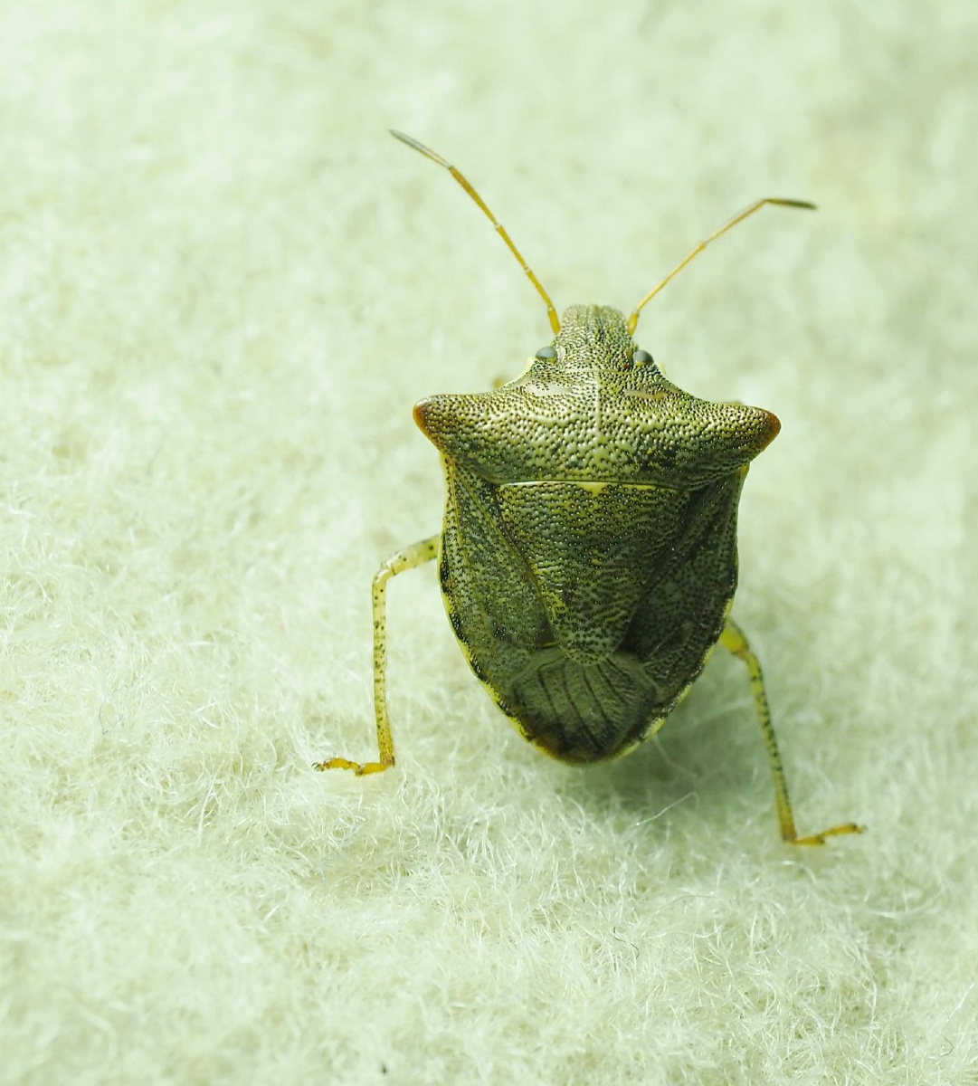 辉蝽- 弹山之老羊 - 图虫