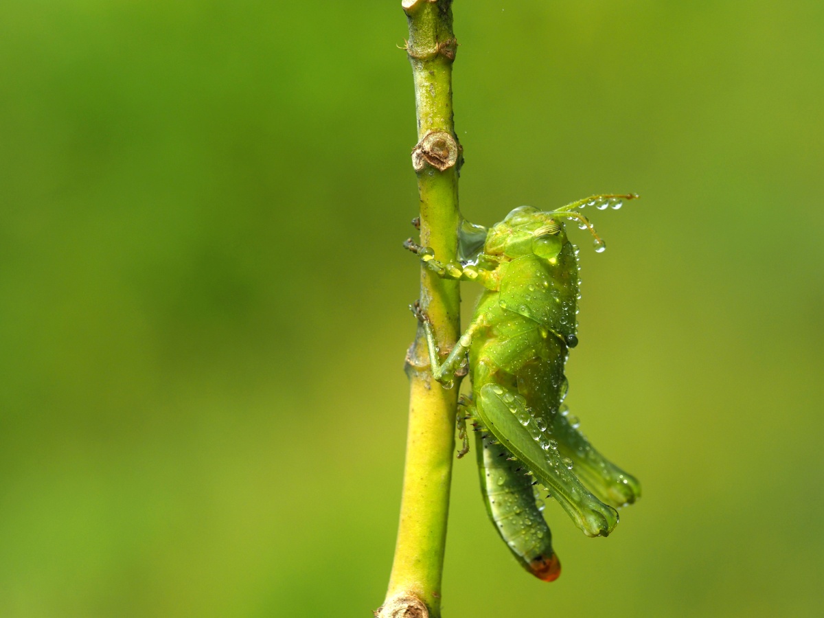 一只雨后的小蚂蚱身上挂着水珠在一棵小草上休憩