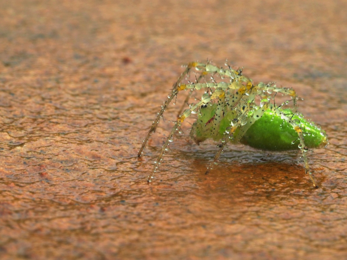 绿蜘蛛