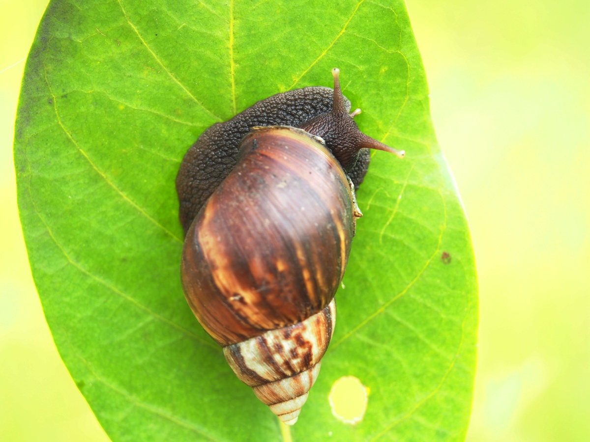 蜗牛- 弹山之老羊 - 图虫