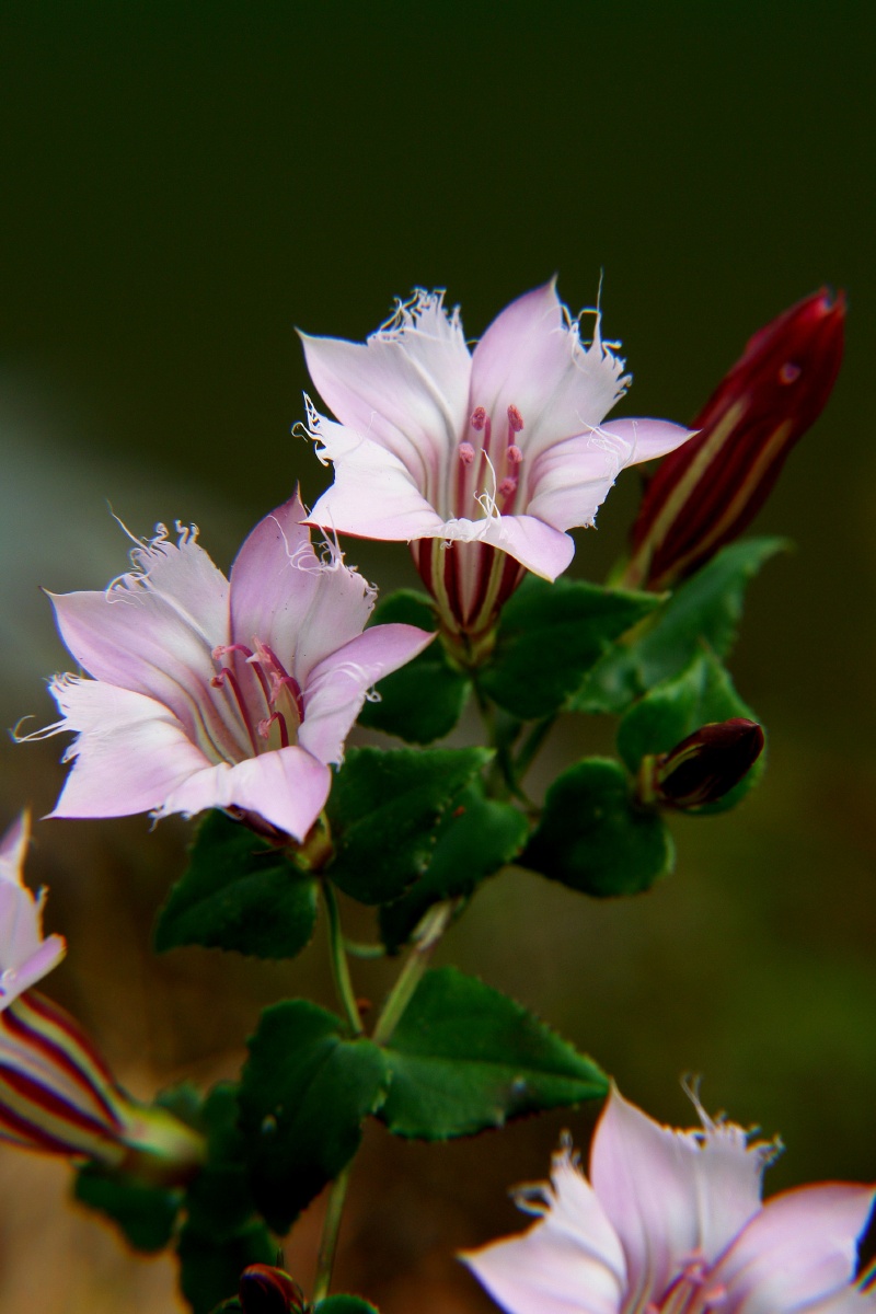龙胆紫 - 弹山之老羊 - 图虫