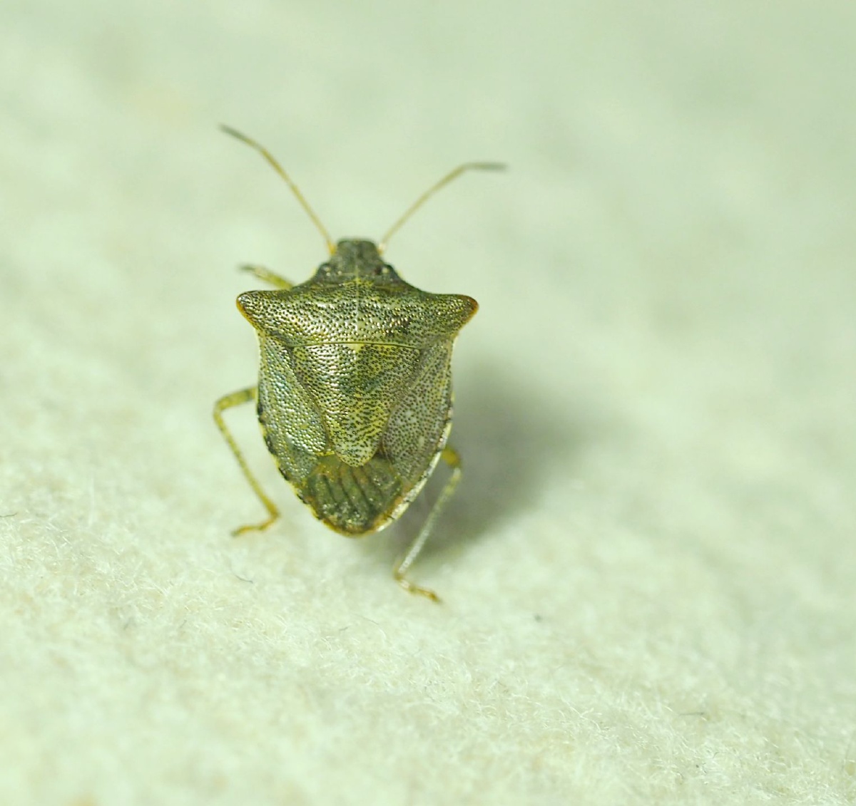 辉蝽- 弹山之老羊 - 图虫