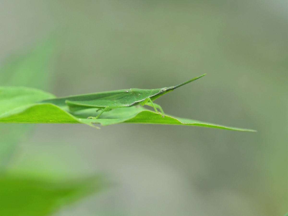锥头蝗 - 弹山之老羊 - 图虫