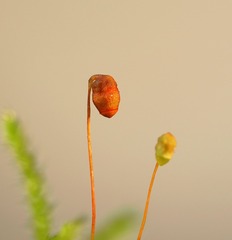 196509