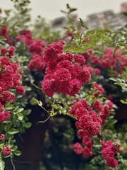 D56D1353-3C18-4DC2-BD55-C6BBF60BA112/L0/001