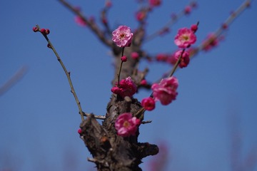 IMGP2925