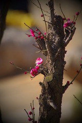 IMGP2898