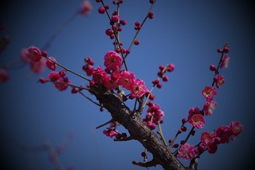 IMGP2955