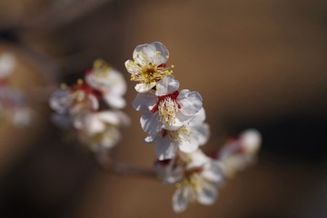 IMGP2933