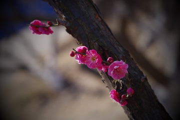 IMGP2944