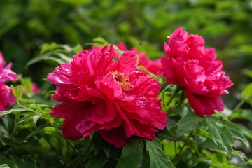 IMGP5973