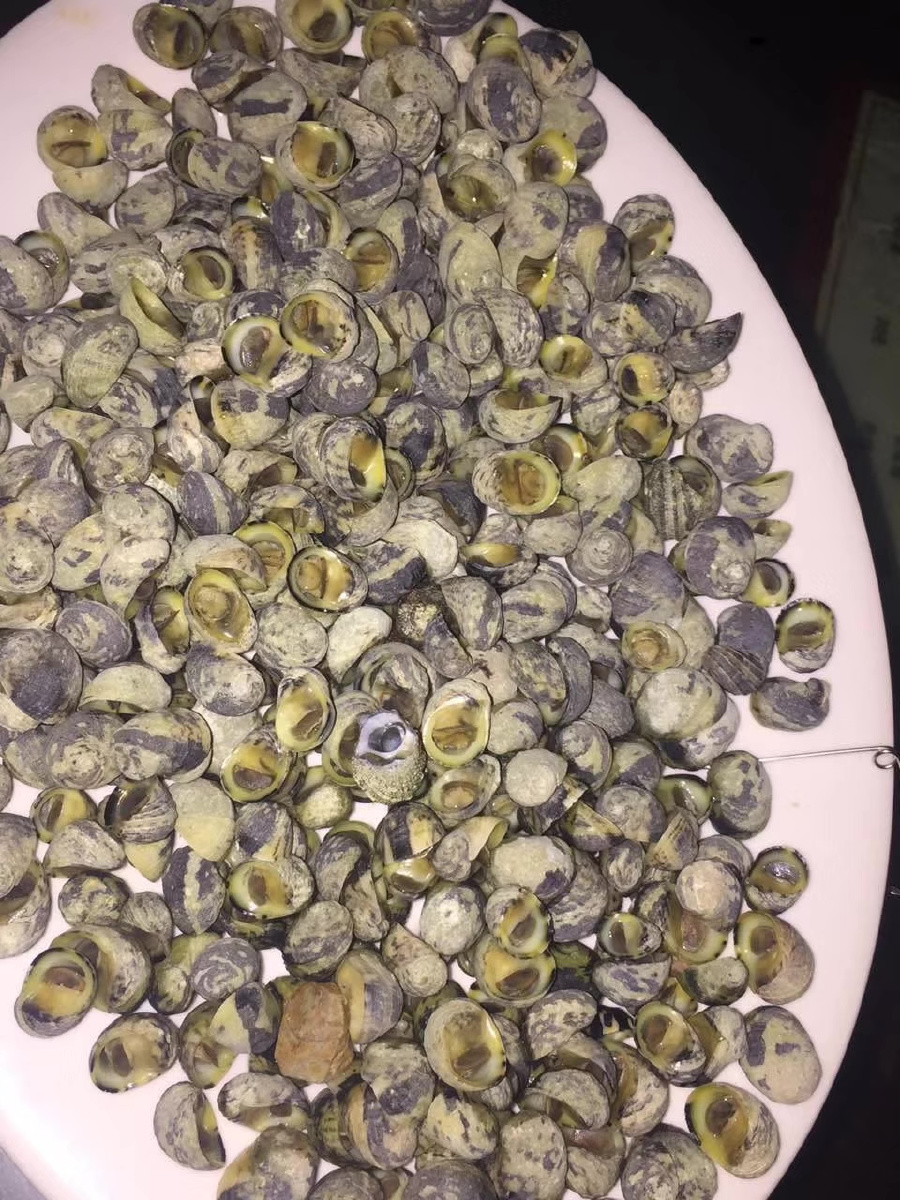 雾水螺 - 惑解 - 图虫