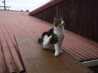 P1000232.JPG