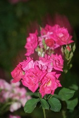 25089EFA-D8F5-4931-81BF-E15C2DFEA62E/L0/001