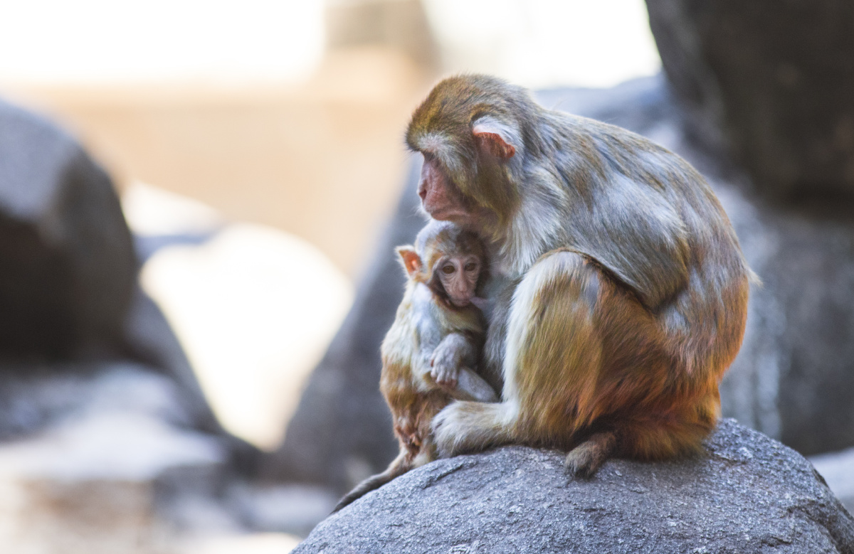 动物园的猴崽们