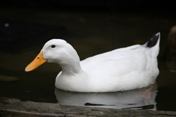 37241