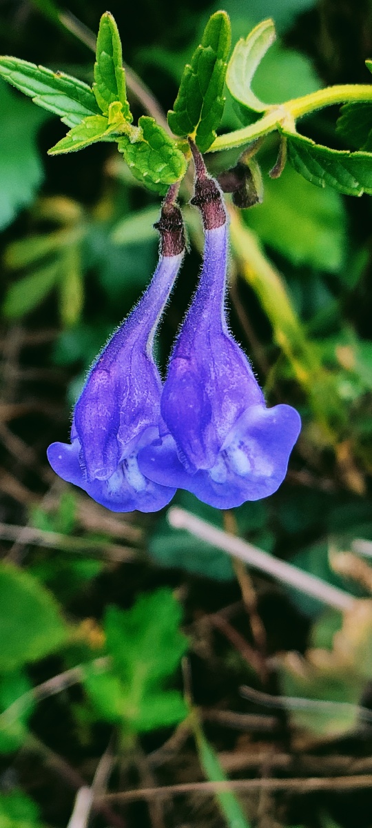 并头黄芩 - 静默5196 - 图虫