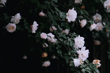 E730F484-E5D6-4306-87DA-EA89F4938247/L0/001