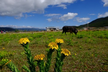 DSCF6291