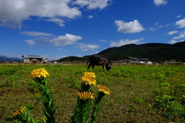 DSCF6292