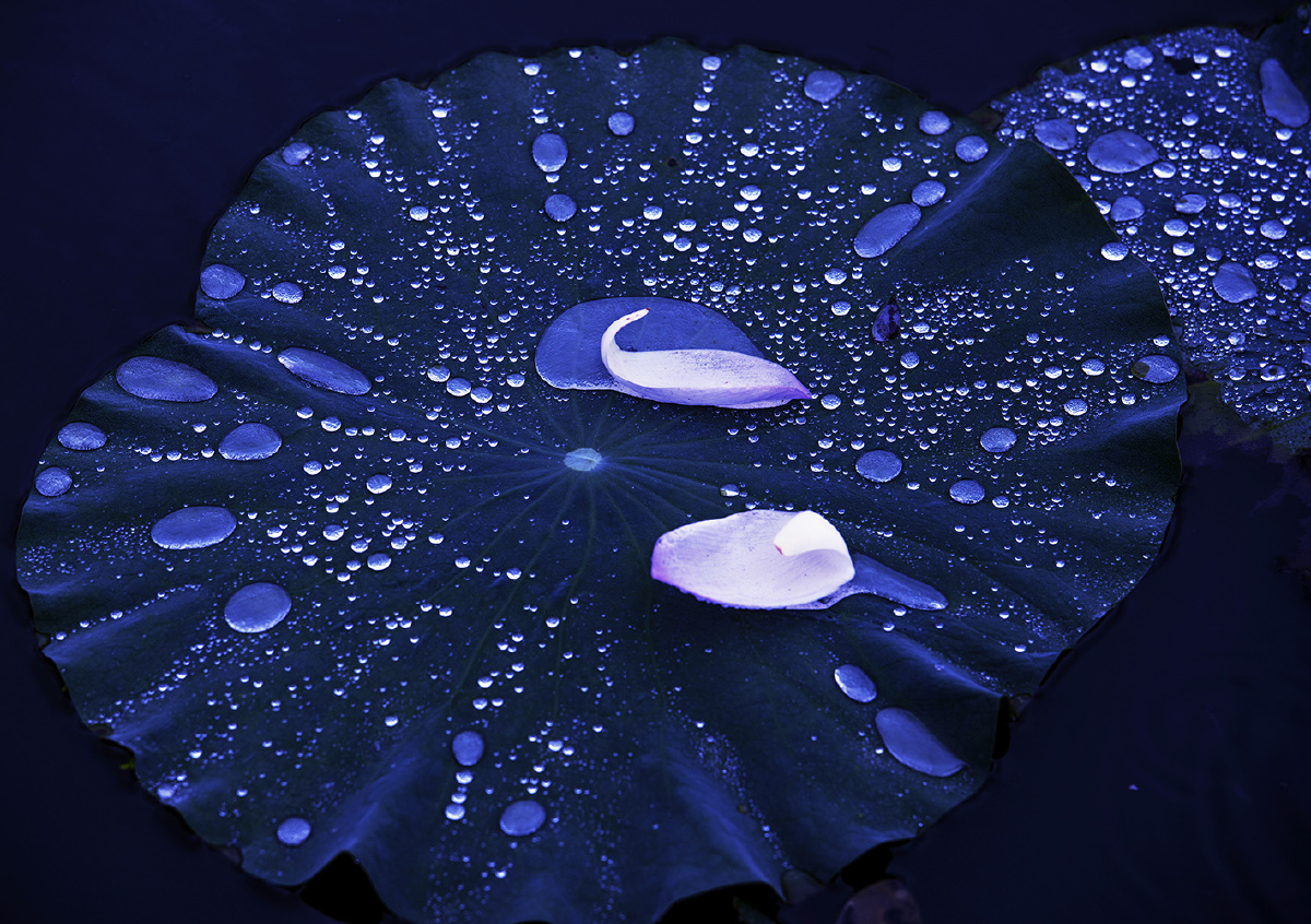 两片花瓣静静地躺在荷叶上,宛若两只白天鹅在蓝色的湖面上