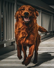 86309