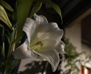 95066B82-B026-42BD-9B9C-77E87FFC53F5/L0/001