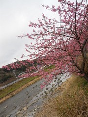 日本 (194).JPG