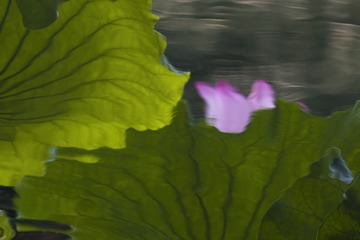61906