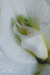 8F1F0EAD-E3A0-4C05-B763-C9ACBB4FA979/L0/001