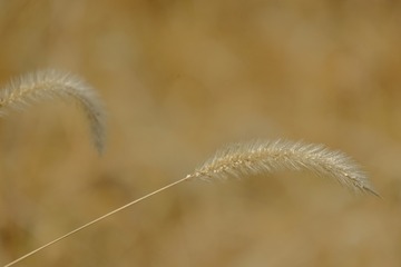 23153