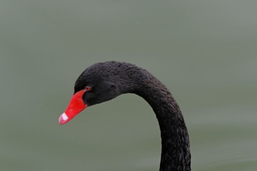 65443