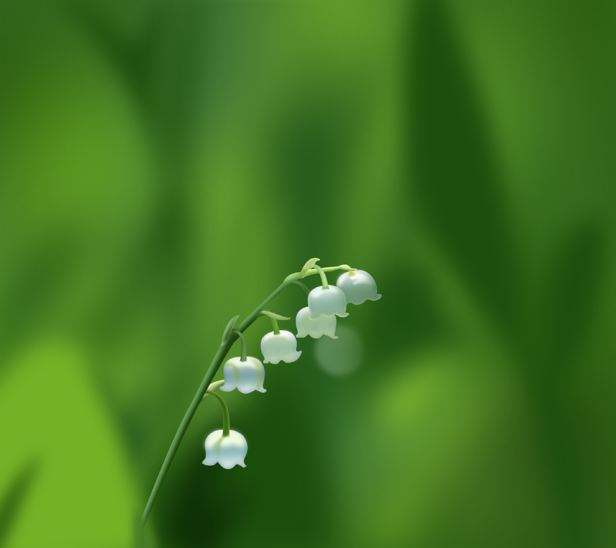 铃兰,又名君影草,山谷百合,风铃草.气味甜,全株有毒.多年生草本.