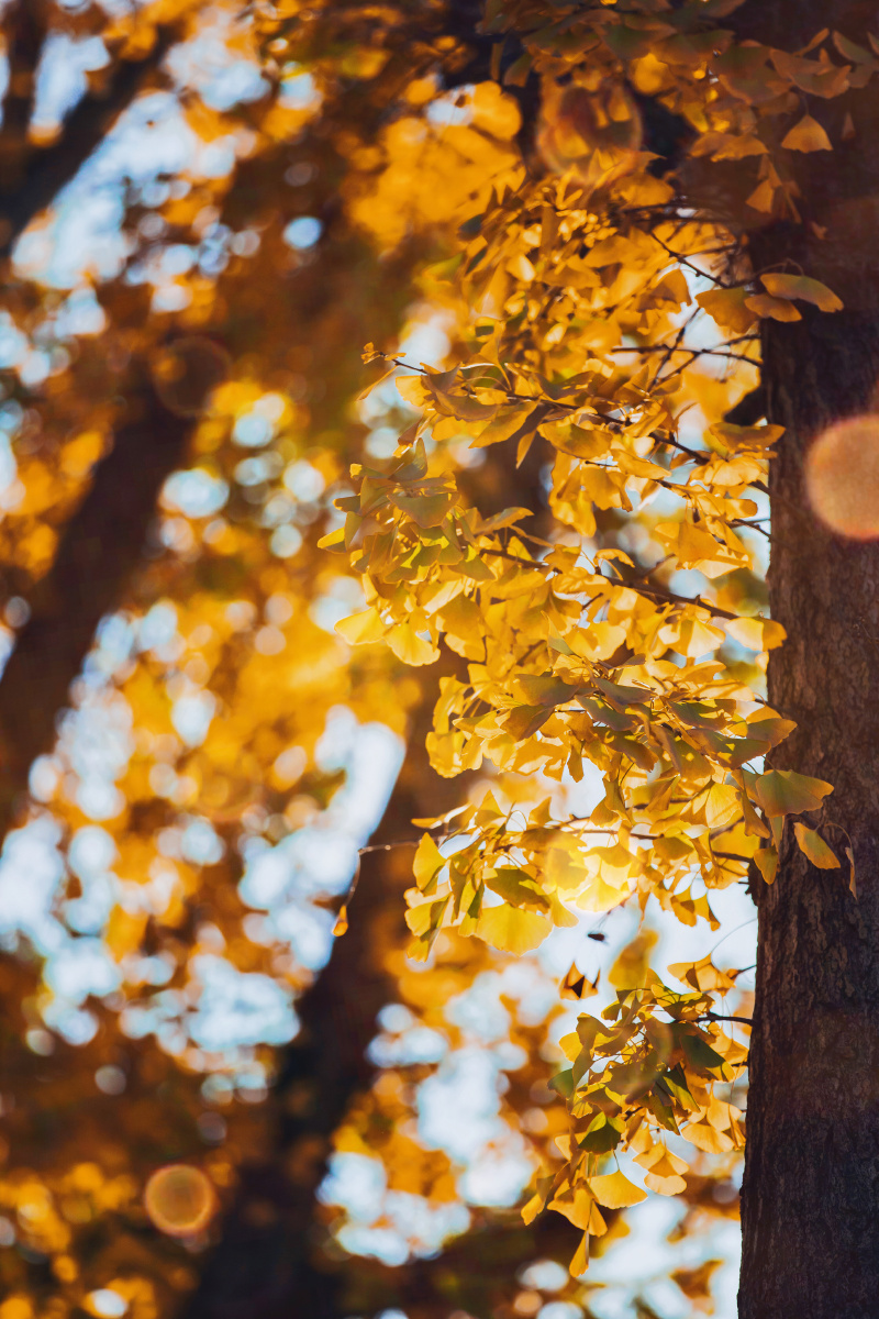 洒满阳光的大地