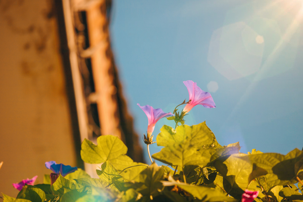 洒满阳光的大地