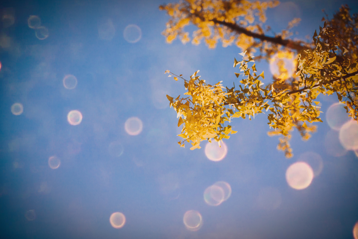 洒满阳光的大地