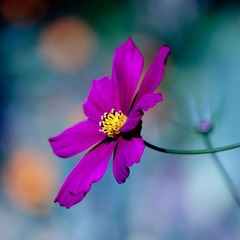 Fleurs